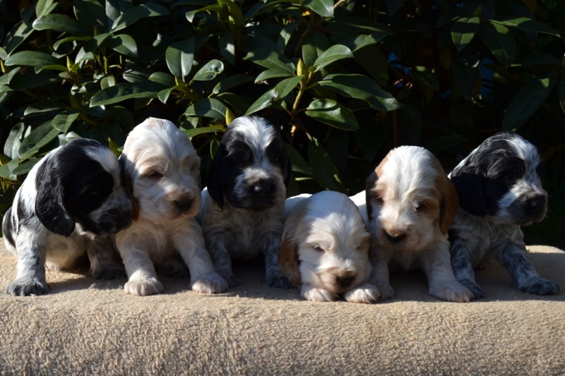 4-Janet, Jantar, Just, Jambo, Jessi, Janie.JPG